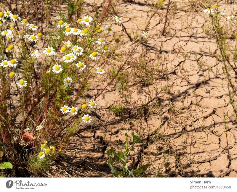 Trockenheit und Dürre Steppe austrocknen Blume Anpassung trocken Umwelt Klimawandel Erwärmung heiß Oberfläche Riss Klimakatastrophe Klimakrise Sommer Boden Erde