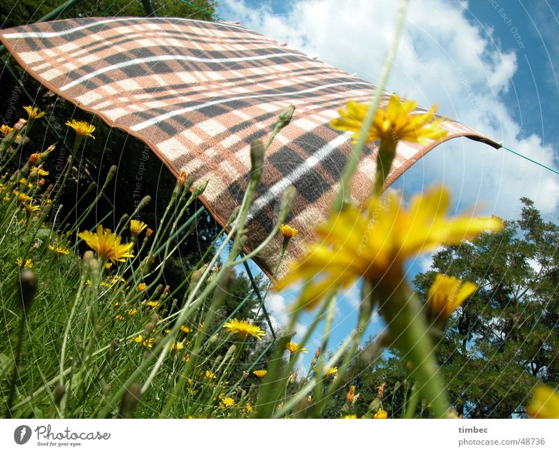 Decke im Wind kariert wehen Bewegung Leidenschaft lau frisch Blume mehrfarbig Fröhlichkeit Löwenzahn Wolken weiß Gras weich grün Baum Holz Wiese Lebensfreude