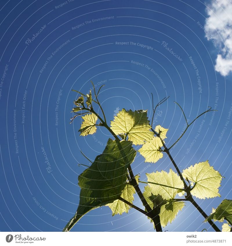 Langfinger Wein Ranke Blätter Weinblätter Wolke Ecke Watte Wachstum Außenaufnahme Farbfoto Himmel himmelblau grün Kletterpflanzen Menschenleer Blatt wachsen