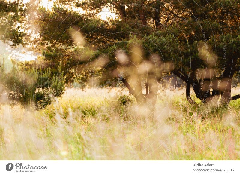 parallelwelt | im Vordergrund unscharf sichtbar gemacht leuchten Feld Wildpflanze Gras Nahaufnahme Natur grün Wiese Pflanze Sommer Außenaufnahme natürlich Licht