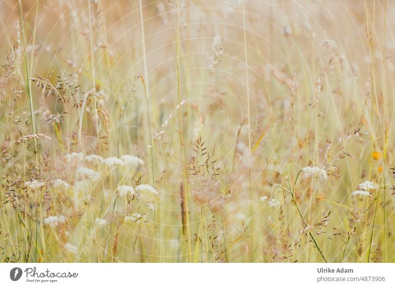 Dezent in der Wiese Wildpflanze Feld Nahaufnahme Gras Natur grün Pflanze Sommer Außenaufnahme natürlich Licht Gräser Hintergrundbild Weich Sonnenlicht Unschärfe