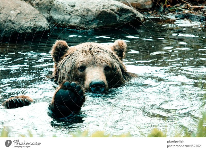 Badespaß Wald Teich See Bach Fluss Tier Wildtier Bär 1 Schwimmen & Baden Erholung Spielen tauchen Fröhlichkeit kalt kuschlig Müritz Farbfoto Außenaufnahme