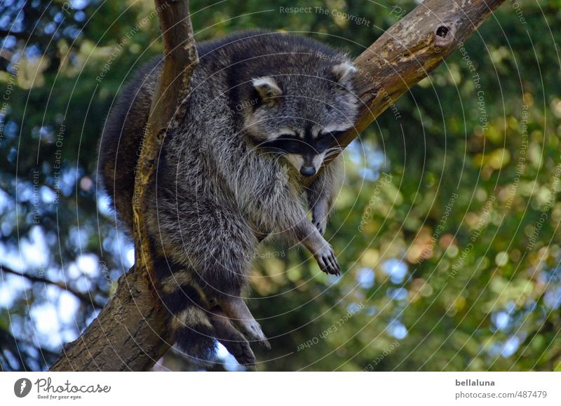 WASCHEN, schneiden, LEGEN Umwelt Natur Pflanze Tier Himmel Schönes Wetter Baum Park Wald Wildtier Tiergesicht Fell Pfote 1 hängen schlafen Waschbär Landraubtier