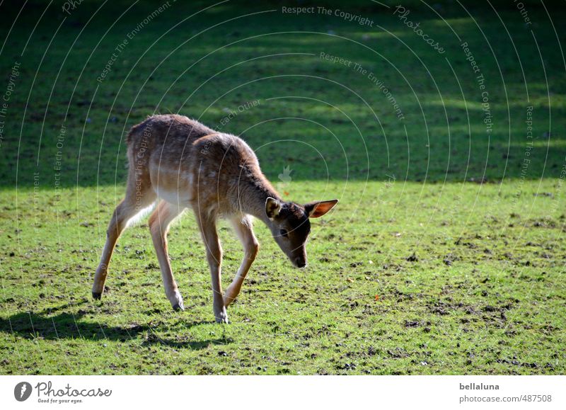 Bambi Umwelt Natur Pflanze Tier Sonnenlicht Herbst Schönes Wetter Gras Park Feld Wald Wildtier Tiergesicht Fell 1 Tierjunges Fressen laufen Rasen Wiese Reh