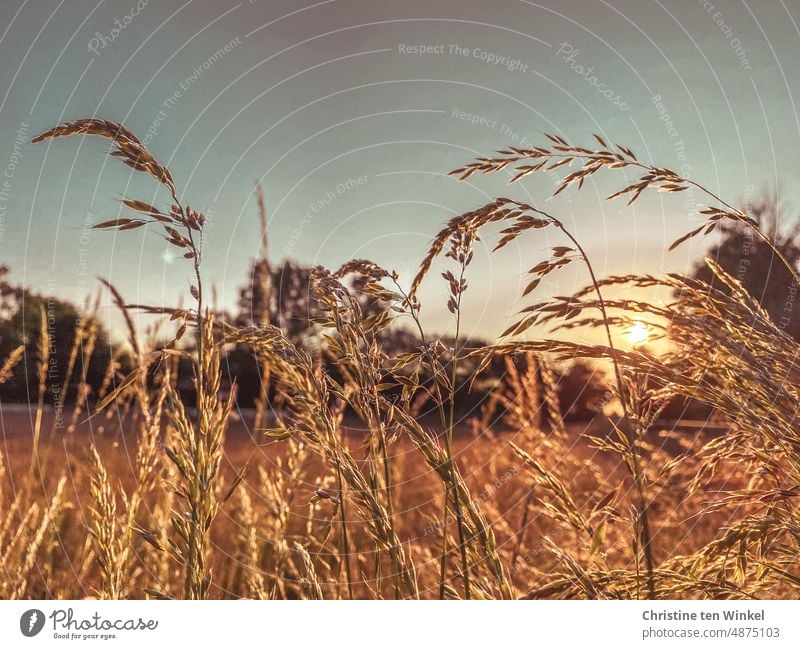 Trockene Gräser im Gegenlicht der Abendsonne Gräserblüte trockene Gräser Sommer Wiese Sonnenlicht Abendlicht Wassermangel Trockenheit Umwelt Natur Pflanze Licht