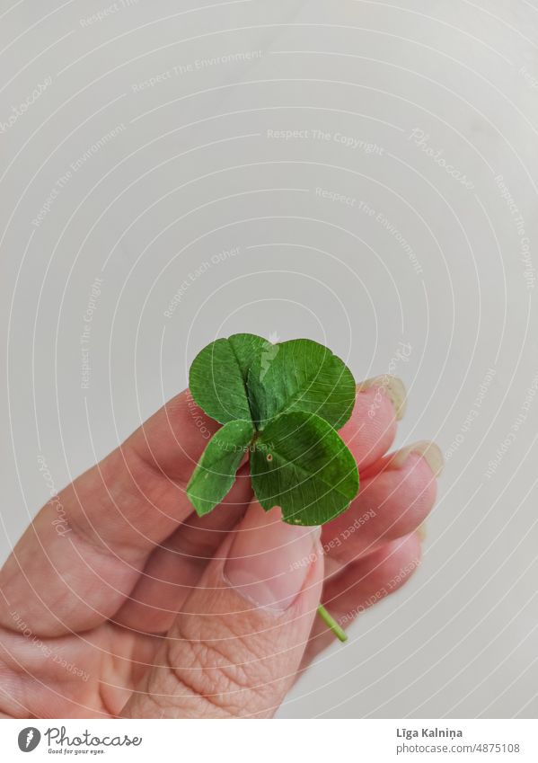 Vierblättriges Glücksklee Klee Kleeblatt Glücksbringer vierblättrig Nahaufnahme grün Pflanze Symbole & Metaphern Blatt Natur Volksglaube Erfolg Zeichen Begierde