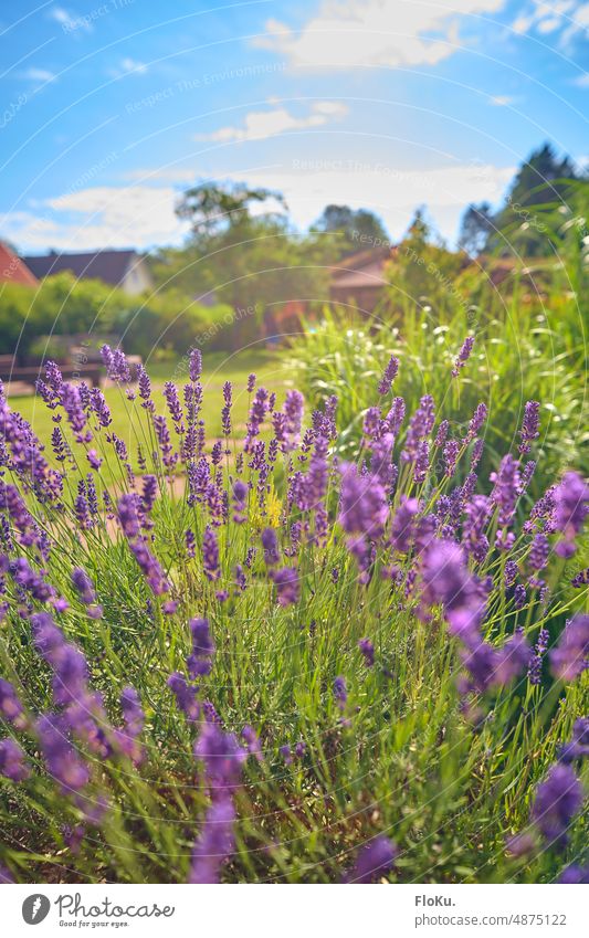 Lavendel im Garten Natur Pflanze Blüte Farbfoto Blume Sommer violett Nahaufnahme Außenaufnahme Duft Schwache Tiefenschärfe Blühend grün Tag natürlich