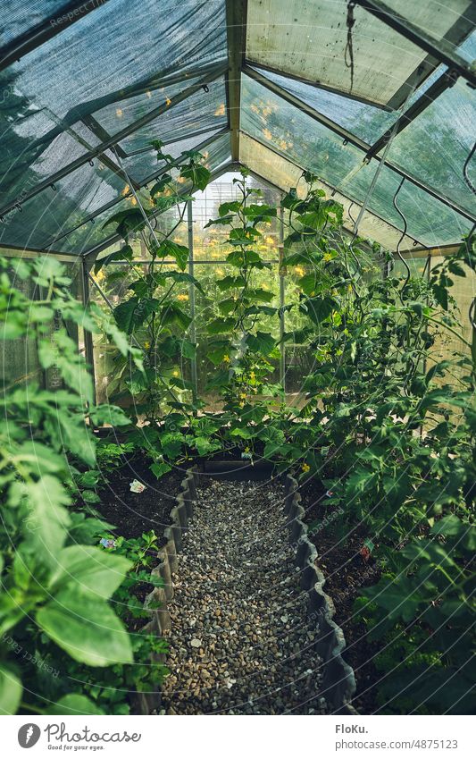 Pflanzen wachsen im Gewächshaus Gurke Garten gärtnern Natur Gartenarbeit grün Frühling Gemüse Bioprodukte Freizeit & Hobby Nutzpflanze Umwelt Gärtner frisch