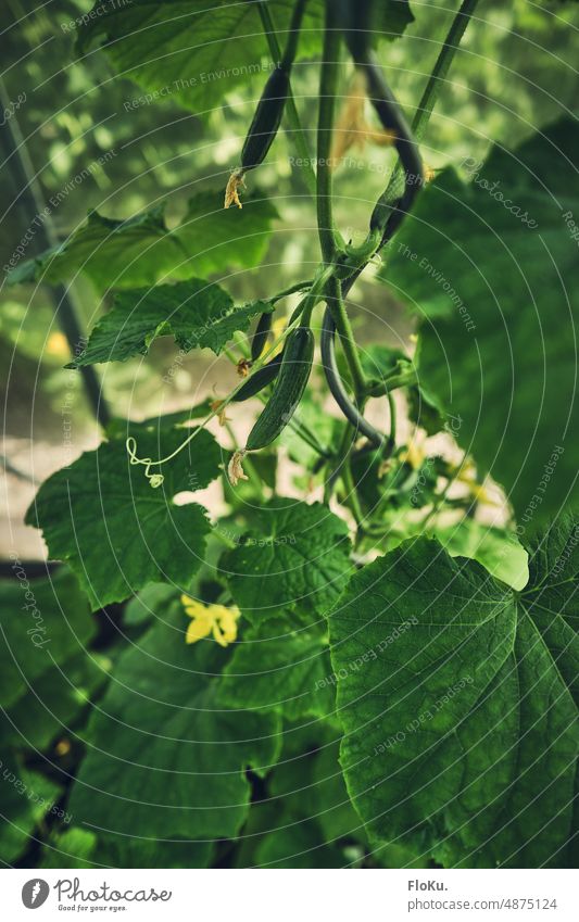 Gurke im Gewächshaus Treibhaus Pflanze Anbau Garten gärtnern Natur grün Gartenarbeit Wachstum Gemüse natürlich Lebensmittel Blatt frisch Frühling Gesundheit