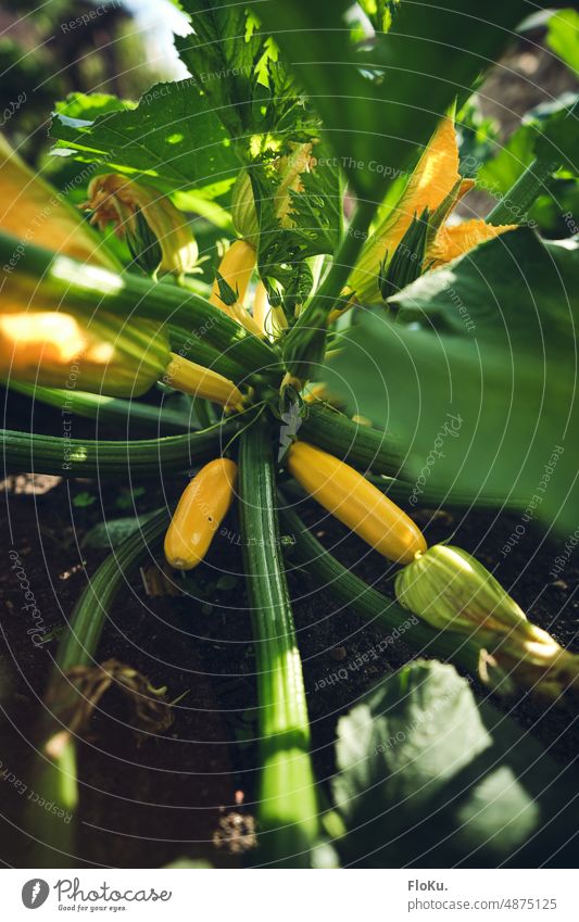 Zucchinis wachsen im Garten Pflanze Gemüse Wachstum Natur grün frisch natürlich Lebensmittel Gartenarbeit Gesundheit Ackerbau organisch Blatt Bauernhof Ernte