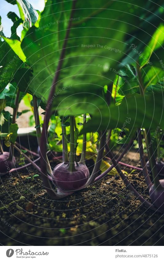 roter Kohlrabi im Hochbeet Gemüse Lebensmittel Ernährung Vegetarische Ernährung Bioprodukte Gesundheit Gesunde Ernährung frisch Vegane Ernährung lecker