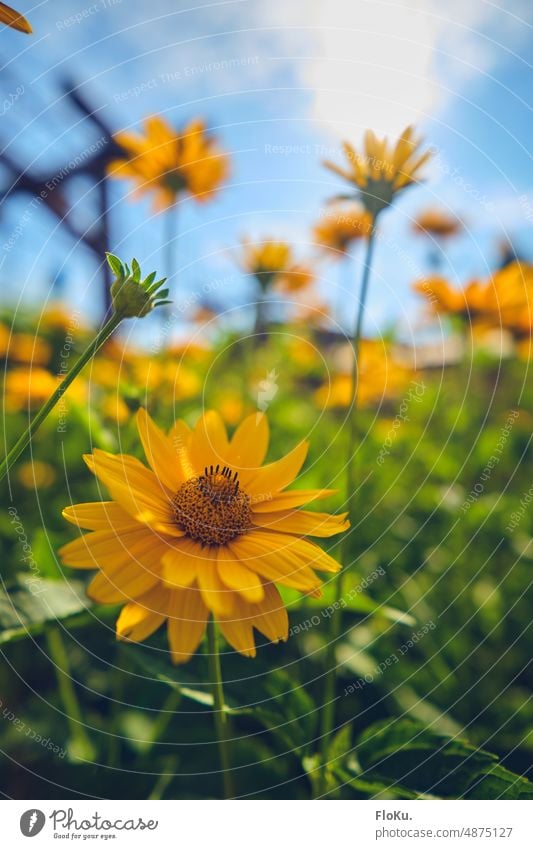 Gelbe Blumen im Garten gelb Pflanze Natur Blüte garten grün blume Sommer Frühling Blühend Nahaufnahme Farbfoto Außenaufnahme Detailaufnahme schön Wiese