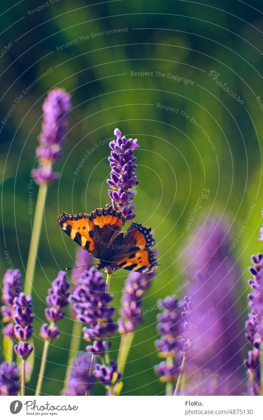 Schmetterling auf Lavendel Blüten kleiner Fuchs Natur Kleiner Fuchs Tier Außenaufnahme Farbfoto Insekt Tag Flügel Sommer Nahaufnahme Pflanze Menschenleer