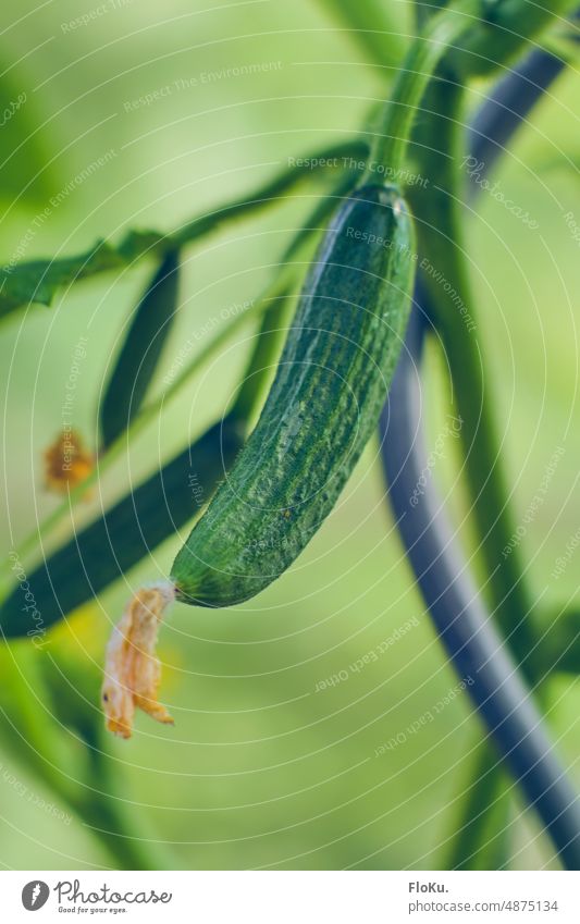 Gurke wächst im Gewächshaus Treibhaus Pflanze Anbau Garten gärtnern Natur grün Gartenarbeit Wachstum Gemüse natürlich Lebensmittel Blatt frisch Frühling