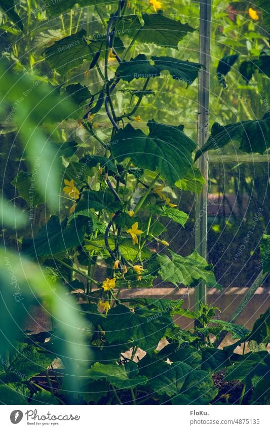 Gurkenpflanze im Gewächshaus Treibhaus Pflanze Anbau Garten gärtnern Natur grün Gartenarbeit Wachstum Gemüse natürlich Lebensmittel Blatt frisch Frühling