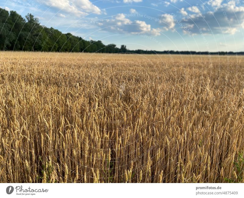 Getreidefeld (Weizen) im Abendlicht in Brandenburg nahe Berlin im Juli 2022. Foto: Alexander Hauk Weizenfeld Landwirtschaft Außenaufnahme Querformat