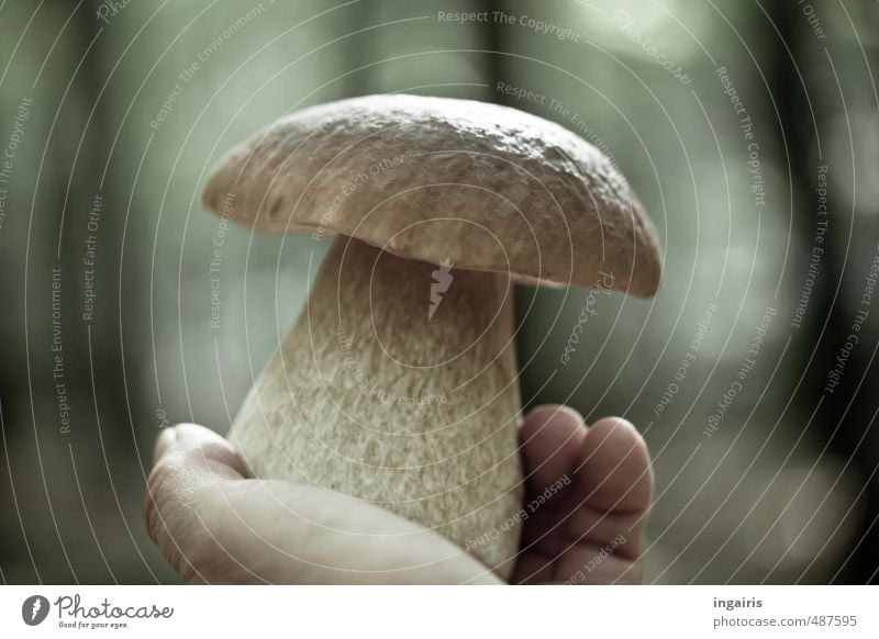 Kawenzmann Pilzsucher Ausflug wandern Hand Finger Natur Pflanze Herbst Pilzhut Steinpilze Dickröhrling Wald berühren Duft entdecken Essen gut schön lecker