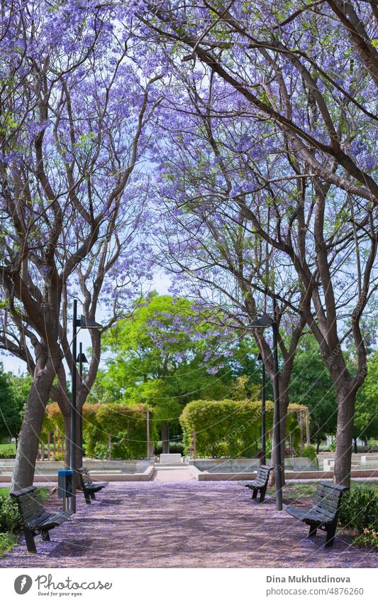 Purpurviolette Jacaranda-Bäume blühen im Park. Schöne Bäume in voller Blüte. Park mit Jacarandabäumen mit violetten Blüten. Baum Flora natürlich Saison Vektor