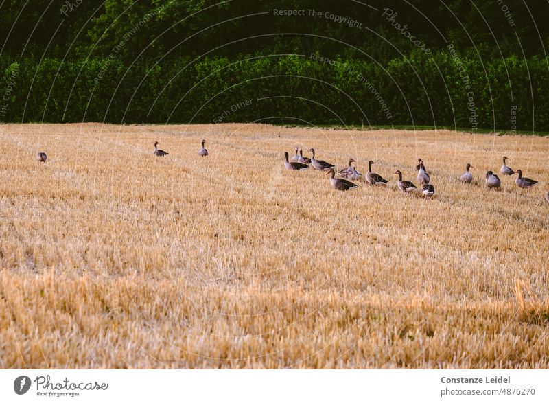 Nilgänse am Abend auf einem abgeernteten Getreidefeld am Waldrand. unser täglich Brot regionaler Anbau regionale Produkte ökologisch Umwelt Sommer natürlich