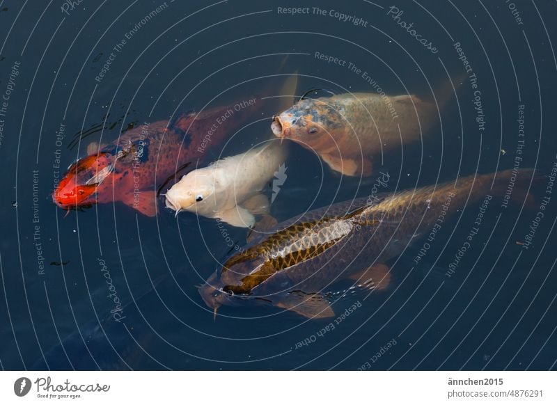 Vier Kois Fische Teich wasser schwimmen Tiere Schwimmen & Baden Farbfoto Wasser See Außenaufnahme nass Sommer garten rot