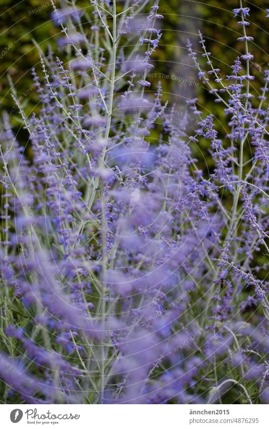 Lilafarbene Blüten blühen violett lila blühend Unschärfe natürlich Frühling Blütezeit Tageslicht natürliches Licht Natur natürliche Farbe lila Blüten erblühen