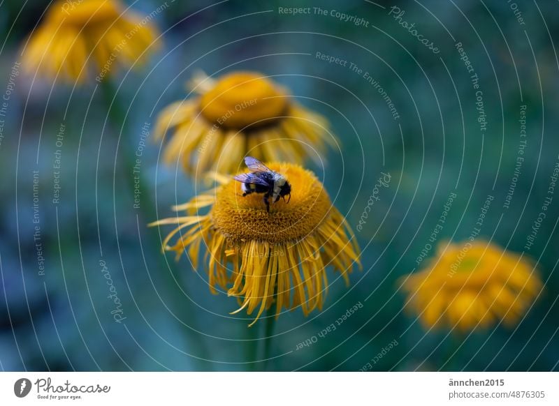 Eine Hummel sitzt auf einer gelben Blüte Blume Frühling Nahaufnahme in voller blüte Pflanze Makroaufnahme Natur Detailaufnahme Blühend Pollen schön Sommer