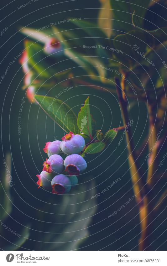 unreife Blaubeeren am Busch Obst Frucht Pflanze frisch lecker Sommer Gesundheit Beeren Lebensmittel Natur Vitamin Ernährung blau süß Gesunde Ernährung