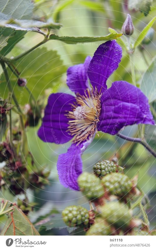 Kletterpflanzen Clematis und Brombeere Pflanzen halbschattig unreife Beeren Blüte Staubgefäße Blütenblätter