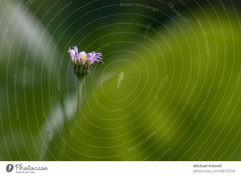 Kleines Gänseblümchen, versteckt hinter zwei Blättern grün Blume Sommer Frühling Wiese Blüte Gras Nahaufnahme Blühend Makroaufnahme makrofotografie Pflanze