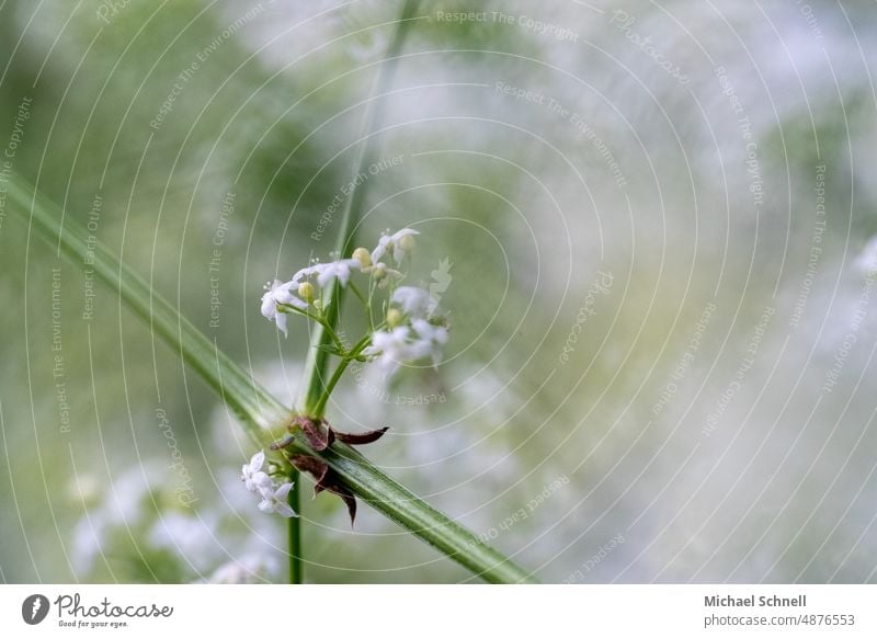 Pflanzenkreuz weiße blüten Natur Frühling Blüte Kreuz Nahaufnahme natürlich schön verschwommener hintergrund zart zarte Blüten