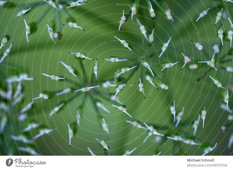 Makroaufnahme: Gräserpflanzen Gras Natur grün Sommer natürlich Nahaufnahme Wildpflanze Farbfoto Schwache Tiefenschärfe Unschärfe Pflanze schwarze Punkte fein