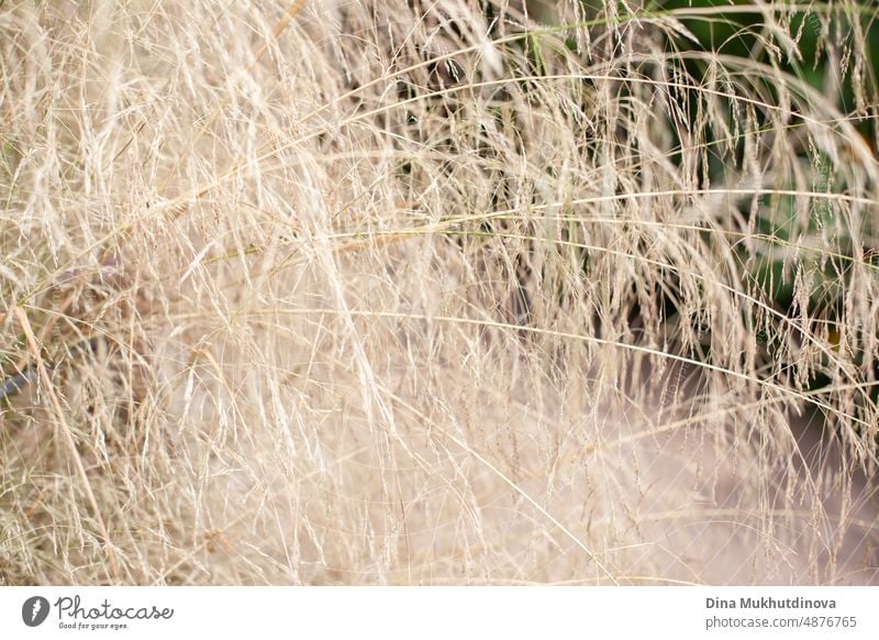 Neutraler beiger Hintergrund mit trockenem Gras. Natürliche Hintergründe mit Gras auf dem Feld im Herbst. im Freien Saison Gärtner natürlich Wiese Garten schön