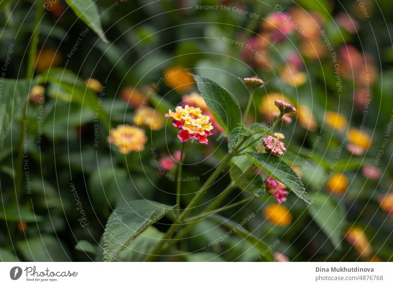 Bunte Blumen blühen im Garten. Gartenarbeit Hobby. gelbe und rosa Zinnia Blumen in voller Blüte im Sommer. geblümt Gärtner Frühling natürlich Hintergrund