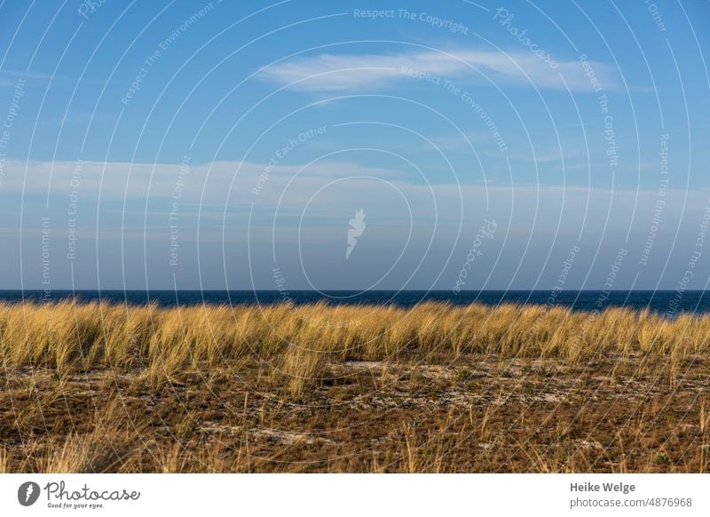 Ostsee mit Dünengras im Vordergrund Strand Meer Sand Wasser Sommer Ferien & Urlaub & Reisen Küste Erholung Himmel Menschenleer Landschaft