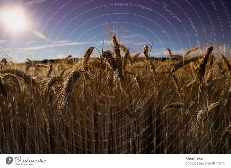 Getreidefeld im Letzen Sonnenschein Korn Ähren Feld Landwirtschaft Kornfeld Nutzpflanze Sommer Ernährung Ackerbau Pflanze Natur Lebensmittel Menschenleer