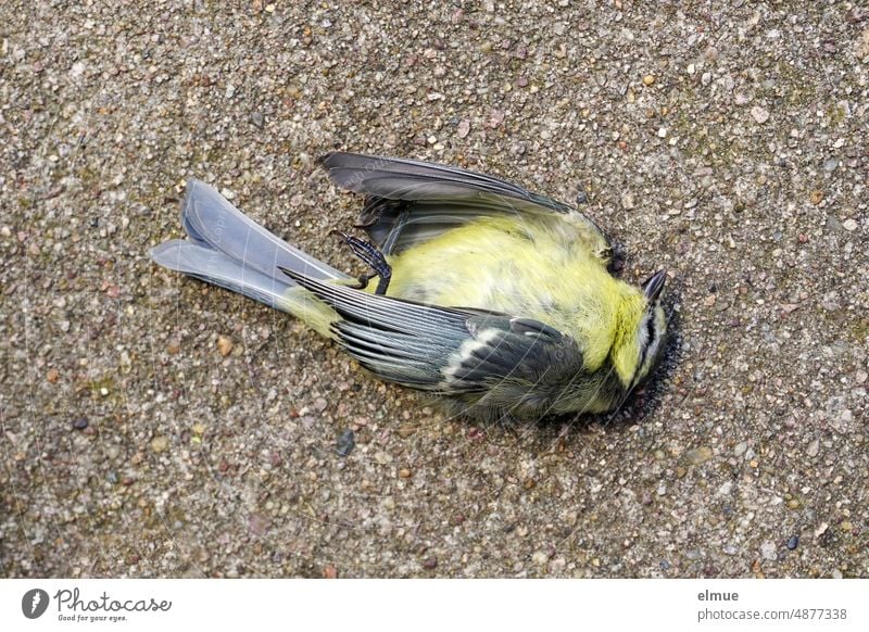 tote Blaumeise auf Splitt-Asphalt Meise Cyanistes caeruleus Paridae Vogelschutz Tod Splittasphalt Vogelsterben Unfall Tierschutz Tierschutzmaßnahme Umweltschutz