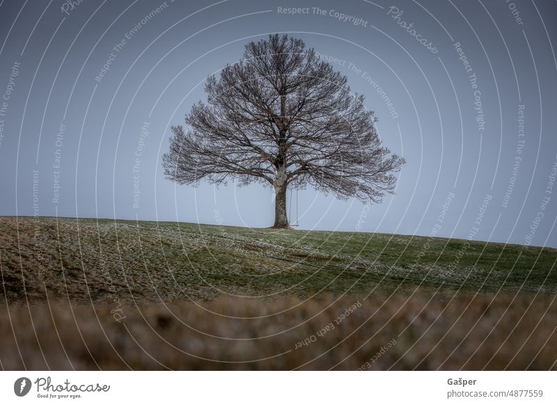 Einsamer Winterbaum einsamer Baum im Freien Saison Abend Natur Landschaft Wolken natürliches Licht Baumschaukel malerisch