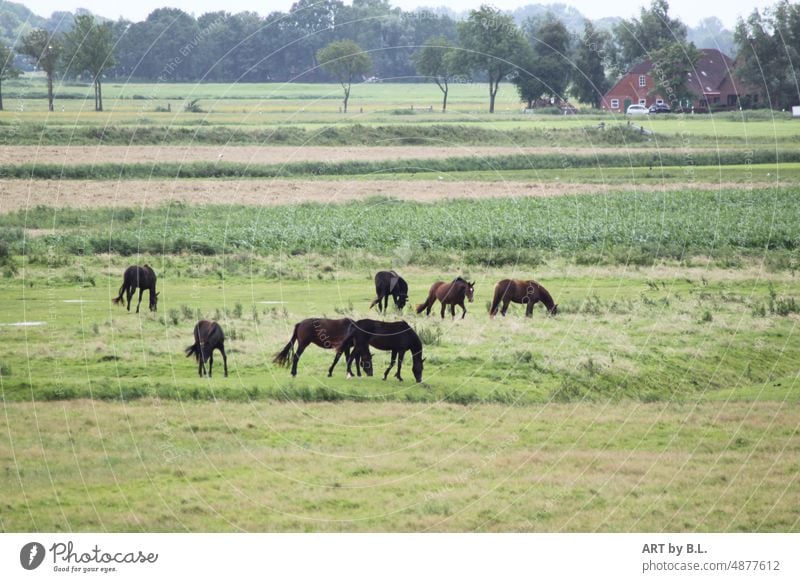 Ländliche Umgebung haus pferde weide wiese dorf idylle bäume landschaft.ländlich