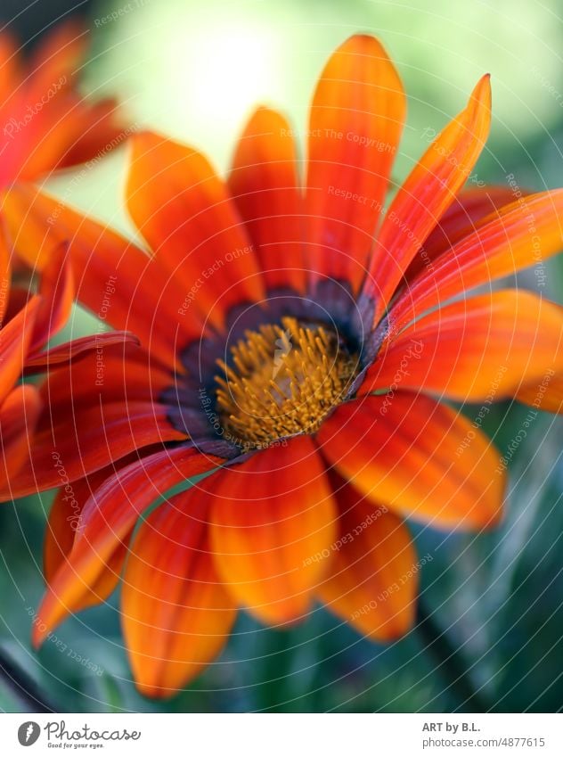 orange gelbe Blüte blume blüte makro nahaufnahme ausschnitt garten schönheit