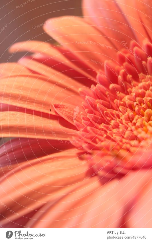 Gerbera Ausschnitt blume blüte makro nahaufnahme blumig blütenblätter fein zart edel filigran gerbera