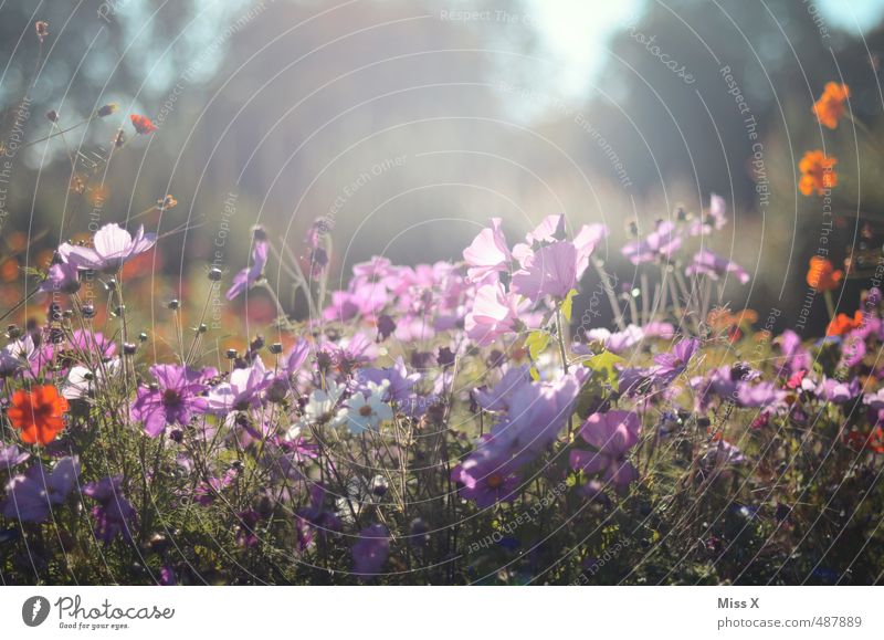 Wilder Garten Frühling Sommer Blume Blüte Wiese Blühend Duft hell Schmuckkörbchen Blumenwiese Wiesenblume sommerlich Farbfoto mehrfarbig Außenaufnahme