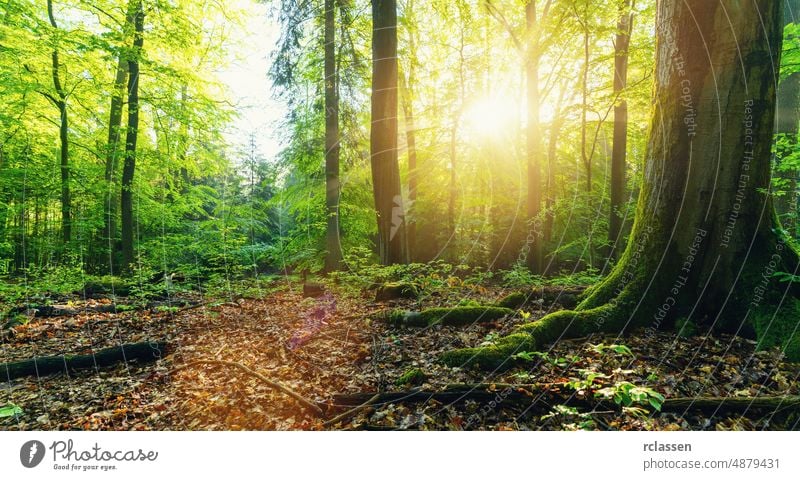 Wald mit goldenen Sonnenstrahlen Herbst Hintergrund schön Schönheit groß Botanik Waldlichtung Ökosystem bezaubernd Umwelt fallen Laubwerk Waldlandschaft frisch