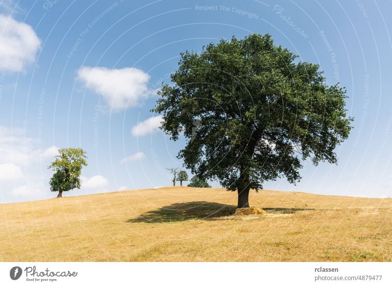 Eiche in einer Sommerlandschaft Landschaft Baum Hintergrund Berge u. Gebirge Natur landwirtschaftlich Ackerbau Tag Erde Bauernhof Landwirtschaft Ackerland Feld