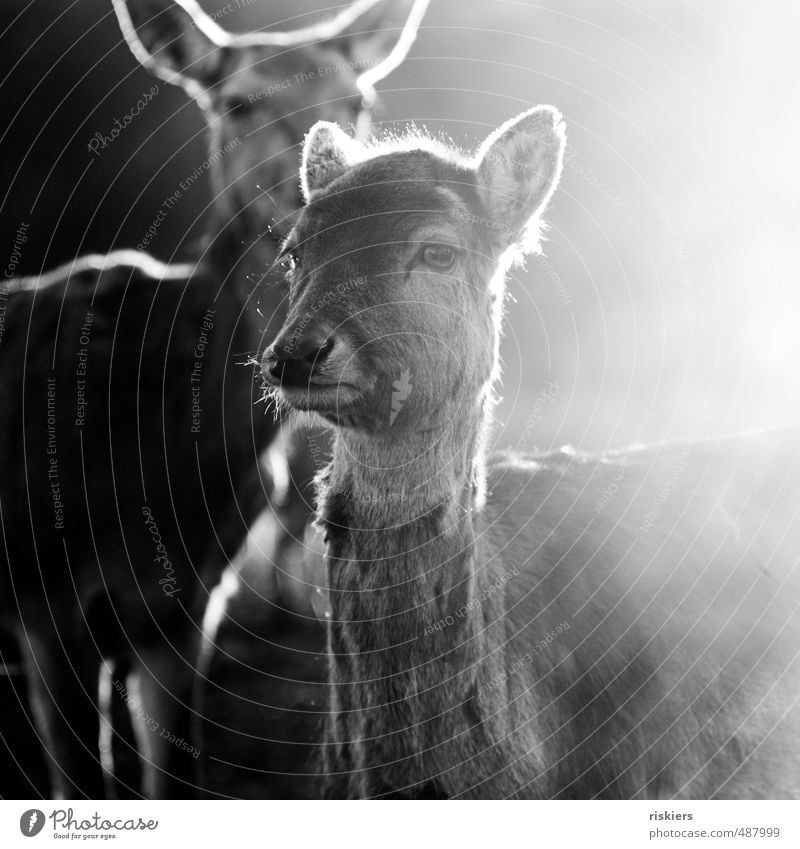 glowing deer - das beste zum schluß ;) Frühling Herbst Tier Wildtier Reh 2 beobachten leuchten Blick warten ästhetisch Tapferkeit selbstbewußt Kraft Mut