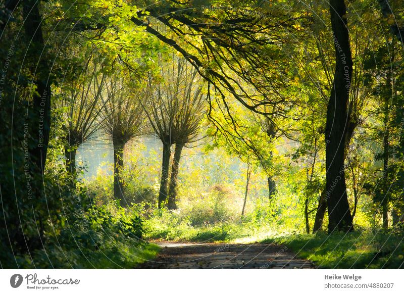 Sonnendurchflutete Kopfweiden am Weg Baum grün Landschaft Natur Wald Menschenleer Umwelt Farbfoto Pflanze Sträucher Grünpflanze Sommer Außenaufnahme Wildpflanze