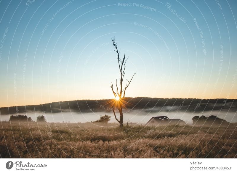 Morgennebel zieht über die Böhmerwaldlandschaft in der Nähe des Dorfes Kvilda im Süden des Böhmerwaldes auf tschechischer Seite. Die Sonne dringt durch einen alten, abgestorbenen Baum. Juwel des Böhmerwaldes