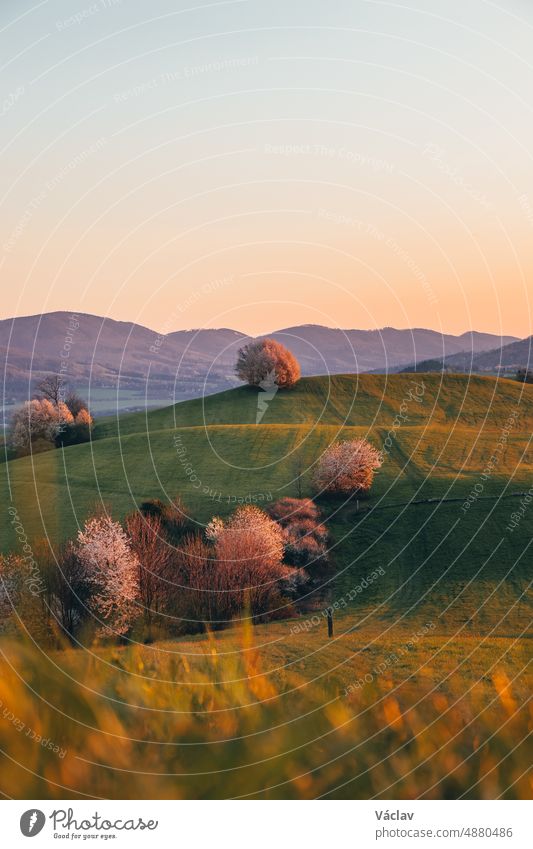 Sonnenuntergang auf einer grünen Hügellandschaft mit einem blühenden Obstbaum im Dorf Kozlovice, Mährisch-Schlesische Region, Tschechische Republik kozlovice