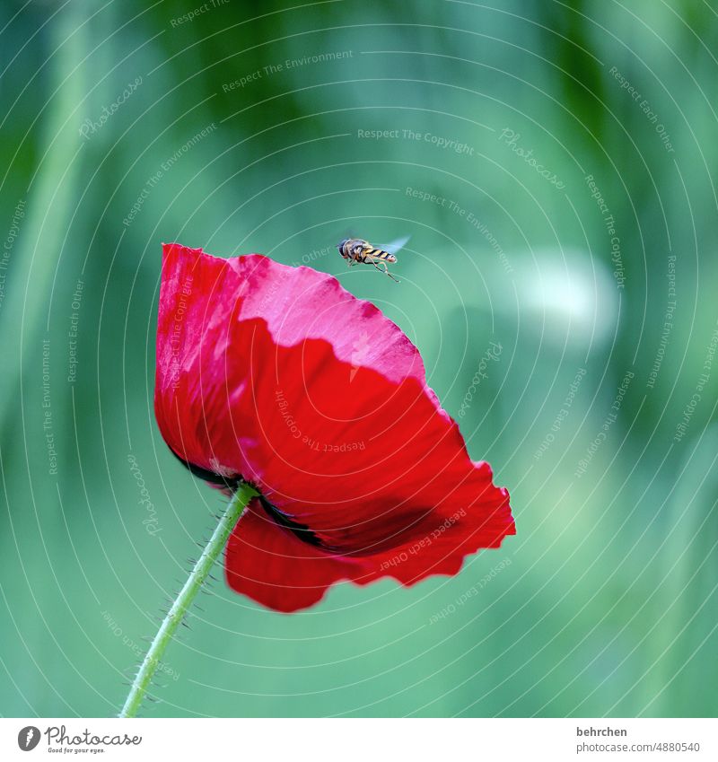 landeanflug Nahaufnahme Wiese schön Nutzpflanze Licht Landschaft Flügel Blütenblatt Sonnenlicht Blütenstaub Menschenleer Umwelt Wärme Wildpflanze fliegen Mohn