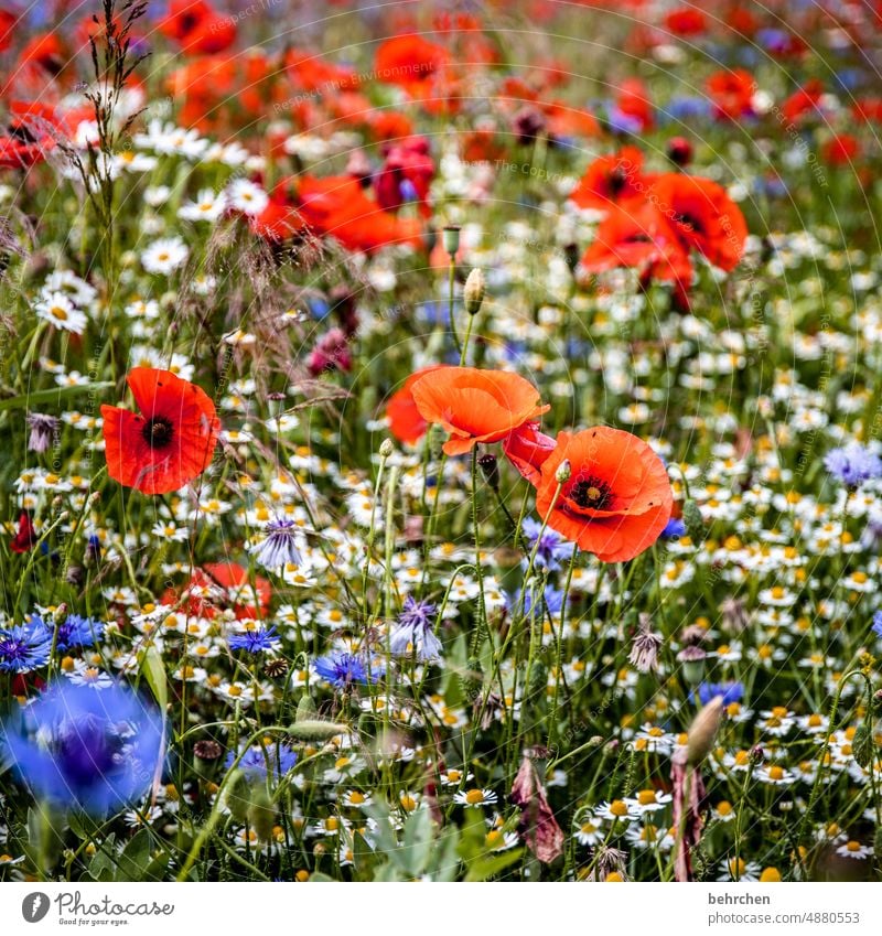 same procedure Umwelt Frühling Wärme Blütenblatt wunderschön sommerlich grün Pflanze Licht Nutzpflanze Wildpflanze duftend rot Sommer Garten Menschenleer