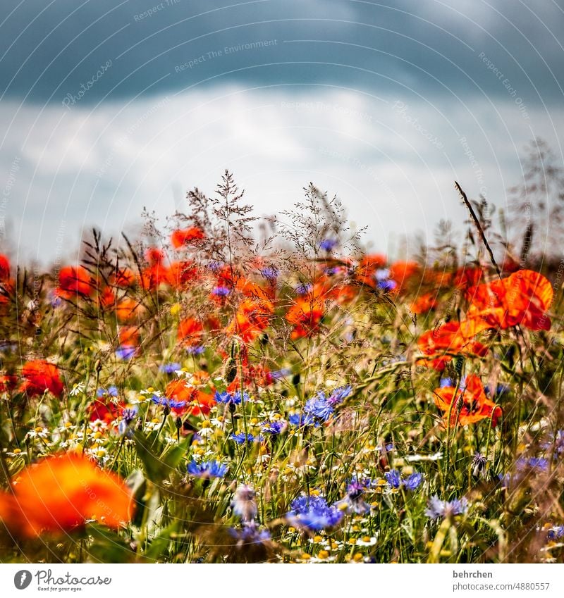 flowery monday Blatt Wildpflanze Mohnfeld sommerlich mohnblumen Pollen Licht Unschärfe Mohnblume kornblumen leuchtend Gräser Sonnenlicht Sommer Außenaufnahme